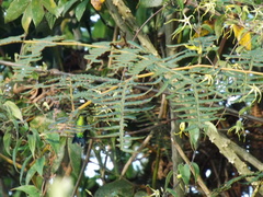 Saucerottia saucerottei