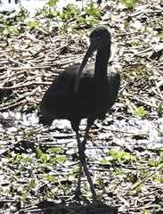 Plegadis falcinellus