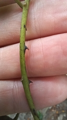 Zanthoxylum scandens