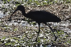 Plegadis falcinellus