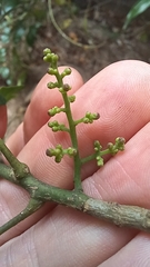 Zanthoxylum scandens