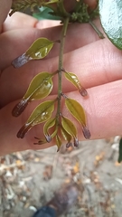Zanthoxylum scandens