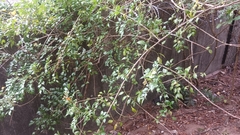 Zanthoxylum scandens