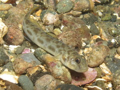 Lepidogobius lepidus