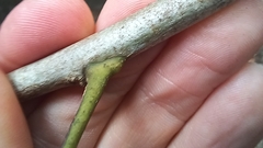 Zanthoxylum scandens