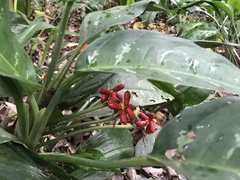 Aglaonema