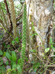 Harrisia fragrans subsp. fragrans image