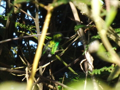 Saucerottia saucerottei