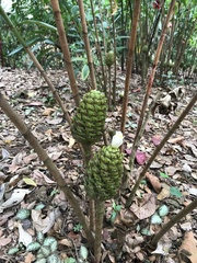 Costus dubius