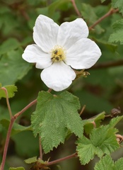 Rubus parviflorus
