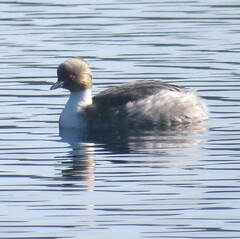 Podiceps occipitalis
