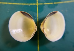 Laevicardium mortoni