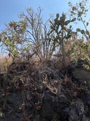 Pittocaulon praecox