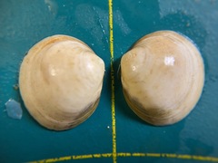 Laevicardium mortoni