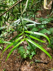 Podocarpus salignus