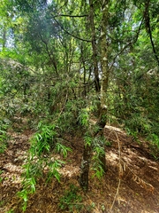 Podocarpus salignus