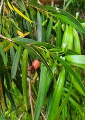 Podocarpus salignus