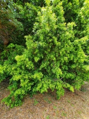Podocarpus salignus