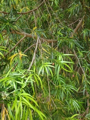 Podocarpus salignus
