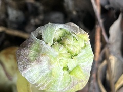 Petasites frigidus