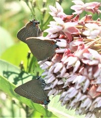 Satyrium edwardsii
