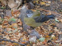 Phrygilus