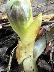 Petasites frigidus