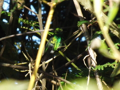 Saucerottia saucerottei