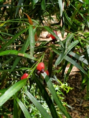 Podocarpus salignus