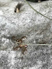 Tenuirostritermes