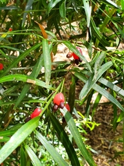 Podocarpus salignus