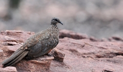 Petrophassa rufipennis