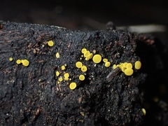 Calycina claroflava