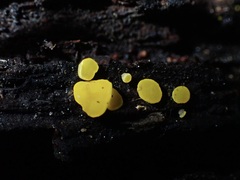 Calycina claroflava