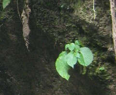 Rhynchoglossum