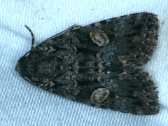 Condica macrosema