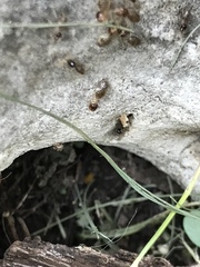 Tenuirostritermes