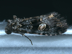 Condica macrosema