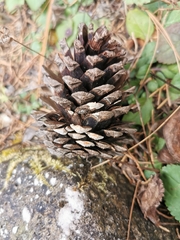 Pinus durangensis