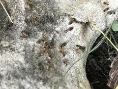 Tenuirostritermes
