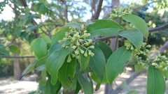 Cinnamomum burmanni