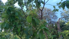 Cinnamomum burmanni