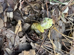 Petasites frigidus