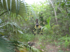 Trichonephila clavipes