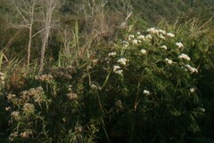Austroeupatorium inulifolium
