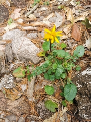 Packera quebradensis