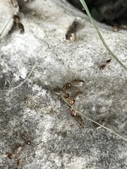 Tenuirostritermes