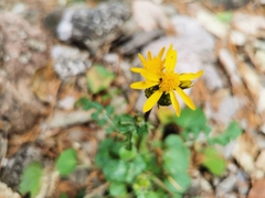 Packera quebradensis