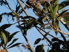 Saucerottia saucerottei