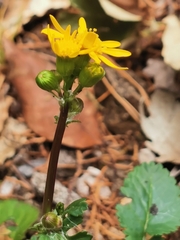Packera quebradensis
